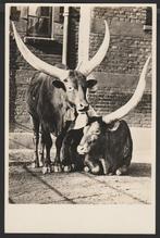 Amsterdam, Artis, Watoessie-runderen, ong.  1950-60, Verzamelen, Verzenden, 1940 tot 1960, Ongelopen, Noord-Holland