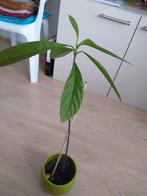 Avocado plant, Ophalen, Halfschaduw, Minder dan 100 cm