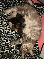 Maine coon kittens, Meerdere dieren, Gechipt