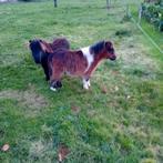 Diverse Shetlanders, Dieren en Toebehoren, Hengst, A pony (tot 1.17m), 0 tot 2 jaar