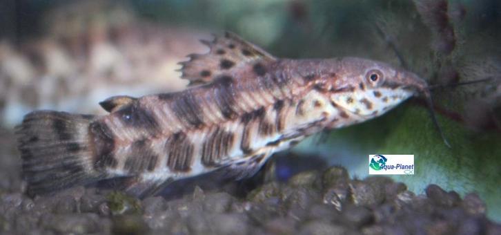 Kwi Kwi, Dieren en Toebehoren, Vissen | Aquariumvissen, Zoetwatervis, Vis, Schoolvis