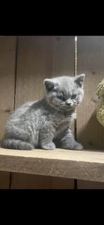 Britse korthaar kittens, Dieren en Toebehoren, Katten en Kittens | Raskatten | Korthaar, Meerdere dieren, Ontwormd, 0 tot 2 jaar