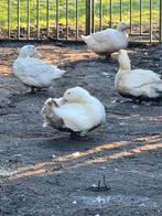 Gezocht Pekingeenden Of broedeieren., Dieren en Toebehoren, Pluimvee, Geslacht onbekend, Eend