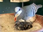 1.0 Luzon dolksteekduif, Dieren en Toebehoren, Vogels | Duiven, Mannelijk, Overige soorten