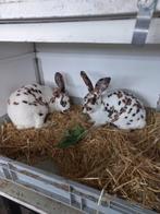 Konijnen  Dalmatiner 3 kleur, Dieren en Toebehoren, Meerdere dieren, Middelgroot, 0 tot 2 jaar