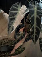 Alocasia bambino pink knollen!, Verzenden, Overige soorten, Minder dan 100 cm
