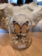 Vlinder in stolp - De Schatkelder, Nieuwestad 29, Ophalen of Verzenden, Zo goed als nieuw, Info@deschatkelder.nl