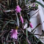 Lidcactus, rhipsalidopsis rosea, rijke bloei in voorjaar, Ophalen, Halfschaduw, Cactus, Minder dan 100 cm