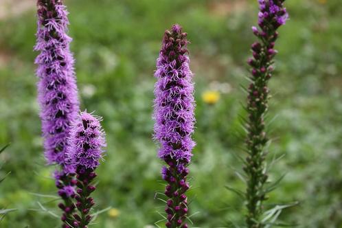 Lampenpoetser zaden, Tuin en Terras, Bloembollen en Zaden, Zaad, Verzenden