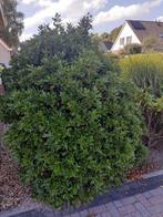 Vast planten, Tuin en Terras, Ophalen, Laurier