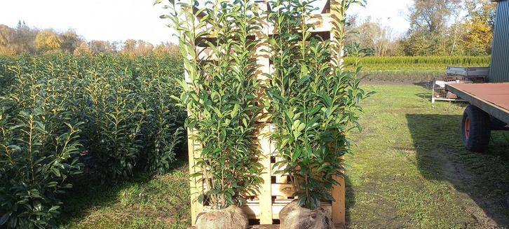 Mooie volle laurierstruiken tot 175 cm, Tuin en Terras, Planten | Struiken en Hagen, Laurier, 100 tot 250 cm, Ophalen