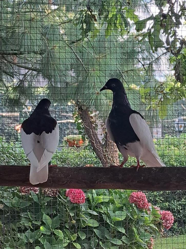 Kroppers-Ekster duiven-Modena's-Pauwstaarten-Tortels,.. ect., Dieren en Toebehoren, Vogels | Duiven, Overige soorten, Meerdere dieren