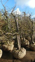 Elstar Delcorf Goudreinette Laagstam appels 45 jaar, Ophalen, 250 tot 400 cm, Appelboom, Lente