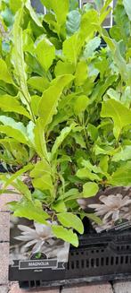 MAGNOLIA STELLATA wit plus Rose witte MAGNOLIA, Tuin en Terras, Planten | Tuinplanten, Ophalen of Verzenden