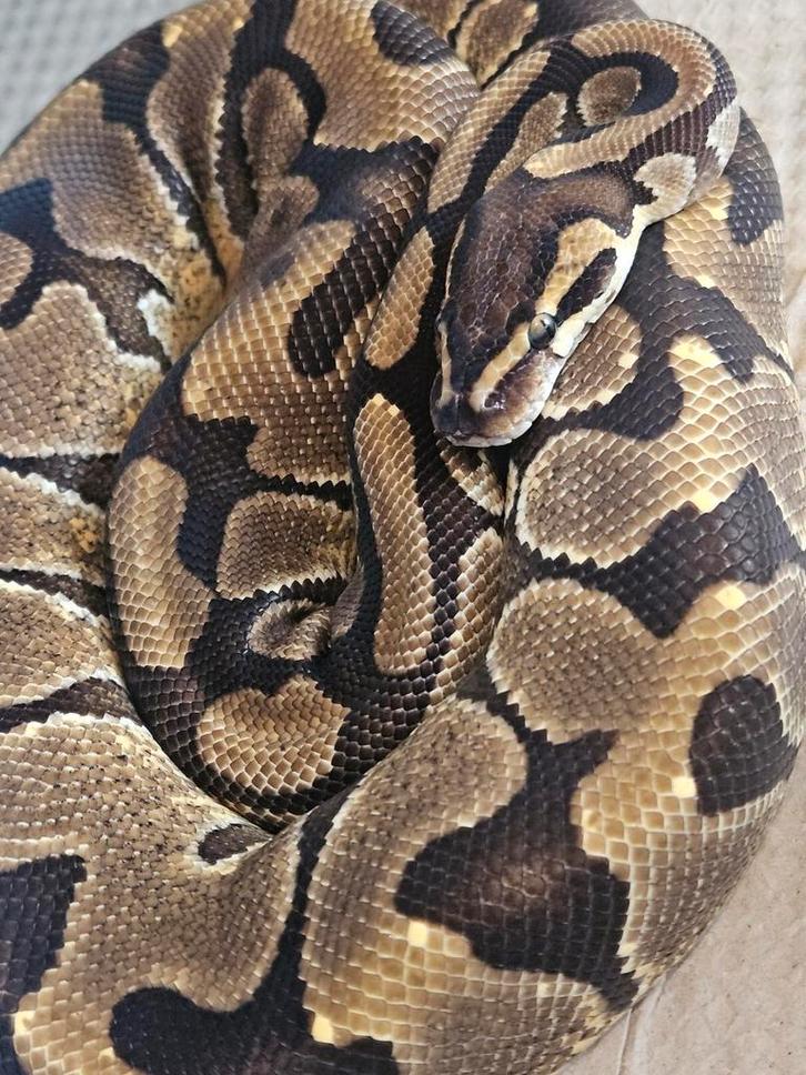 Koningspython- python regius- ballpython, Dieren en Toebehoren, Reptielen en Amfibieën, Slang, 0 tot 2 jaar, Tam