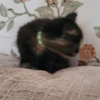 Kittens Maine Coon, Dieren en Toebehoren, Meerdere dieren