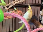 Tamme valkparkiet pop met kooi, Dieren en Toebehoren, Vogels | Parkieten en Papegaaien, Vrouwelijk, Parkiet, Geringd