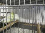 koppel kanarie,s  2024   pop+man, Dieren en Toebehoren, Vogels | Kanaries, Meerdere dieren, Kleurkanarie