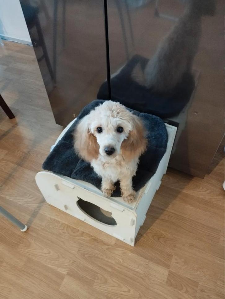 Toy poedels, Dieren en Toebehoren, Honden | Chihuahua's en Gezelschapshonden, Geslacht onbekend, Poedel, Particulier, Meerdere