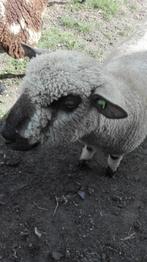 Hampshire down dekram gevraagd, Dieren en Toebehoren, Mannelijk, Schaap