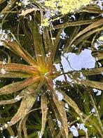 Krabbescheer voor een heldere vijver. 12 voor €10, Tuin en Terras, Ophalen, Nieuw