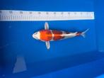 KUJAKU, Karper of Koi