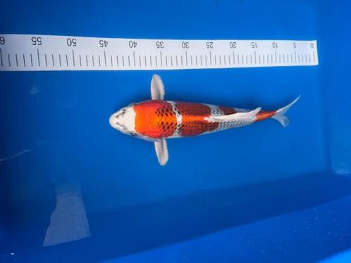 KUJAKU, Dieren en Toebehoren, Vissen | Vijvervissen, Karper of Koi