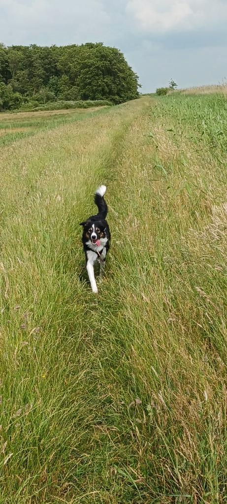 Lieve mooie bordercollie, Pip., Dieren en Toebehoren, Honden | Herdershonden en Veedrijvers, Teef, Collie, Particulier, Eén hond