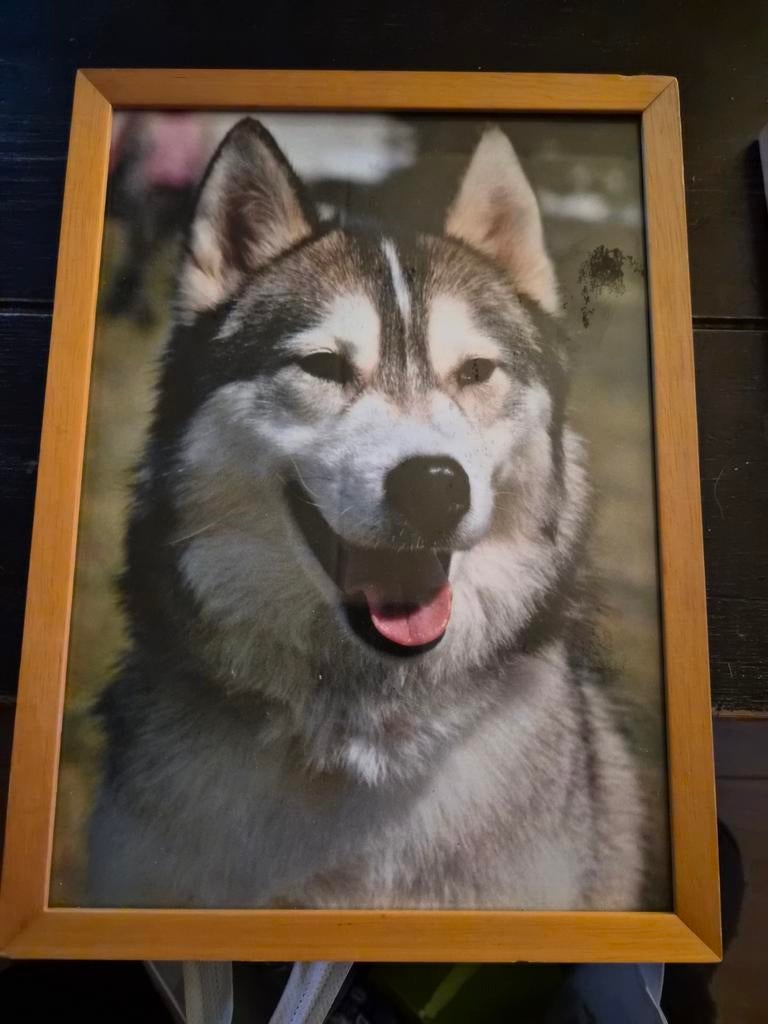Siberische Husky Lijst - Mist Standaard, Minder dan 50 cm, Gebruikt, Ophalen of Verzenden, Foto of Poster
