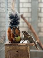 GEZOCHT: Japanse lis, rafflesi, hudson, tamiops, Dieren en Toebehoren, Augustus, Geslacht onbekend, Overige typen