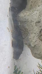 2 mannetjes ancistrussen, Dieren en Toebehoren, Vis, Zoetwatervis