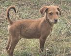 Donermann pups, Dieren en Toebehoren, Honden | Teckels en Dashonden, CDV (hondenziekte), 8 tot 15 weken, Korthaar, Dwerg