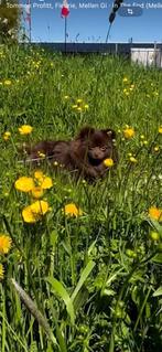 Pomerian 3 jaar oud, Rabiës (hondsdolheid), 1 tot 2 jaar, Teef, Eén hond