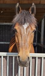 Allround New Forest pony (D-pony), Dieren en Toebehoren, B, Gechipt, Ruin, 3 tot 6 jaar