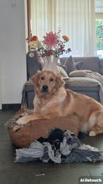 Charlie zoekt een nieuw huisje, 1 tot 2 jaar, Teef, Groot, Eén hond