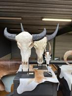 Geweien en hoorns leegverkoop - 50% op alles!, Ophalen, Nieuw, Hert, Gewei of Kop