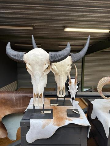 Geweien en hoorns leegverkoop - 50% op alles! beschikbaar voor biedingen