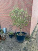 Olijfboom, Tuin en Terras, Planten | Bomen, Bloeit niet, 100 tot 250 cm, Olijfboom, Ophalen