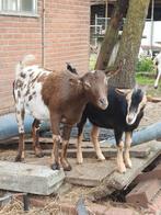 Dwerggeitjes te koop, Dieren en Toebehoren, Vrouwelijk, Geit, 0 tot 2 jaar