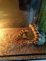 Ballpythons met stelling te koop, Slang