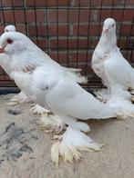 Hollandse kroppers wit, Dieren en Toebehoren, Meerdere dieren, Overige soorten