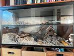 Glazen Hamster gerbil terrarium hok 73x41x30, Gebruikt, 75 tot 110 cm, Ophalen, Minder dan 60 cm