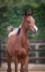 2  arabische veulens te koop merrie en hengst, Dieren en Toebehoren, Paarden, Minder dan 160 cm, 0 tot 2 jaar, Onbeleerd, Meerdere dieren