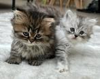 Britse langhaar kittens, Dieren en Toebehoren, Katten en Kittens | Raskatten | Langhaar, Poes, Ontwormd, 0 tot 2 jaar
