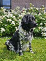 Lieve Friese stabij pups, Dieren en Toebehoren, CDV (hondenziekte), 8 tot 15 weken, Meerdere, Meerdere dieren