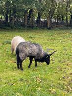 Racka ram, Dieren en Toebehoren, Schapen, Geiten en Varkens, Mannelijk, Schaap