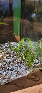 Vallisneria Spiralis / Aquariumplant / achtergrondplant, Dieren en Toebehoren, Vissen | Aquaria en Toebehoren, Nieuw, Plant(en), Steen of Hout