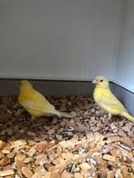 1x1 kanaries, Dieren en Toebehoren, Vogels | Kanaries, Meerdere dieren, Kleurkanarie