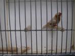 oranjeborst zwartborst isabel bruin zebravinken, Dieren en Toebehoren, Vogels | Overige Vogels, Meerdere dieren