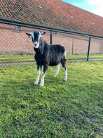 Dekbok zwarte Toggenburger/alpine ter dekking, Dieren en Toebehoren
